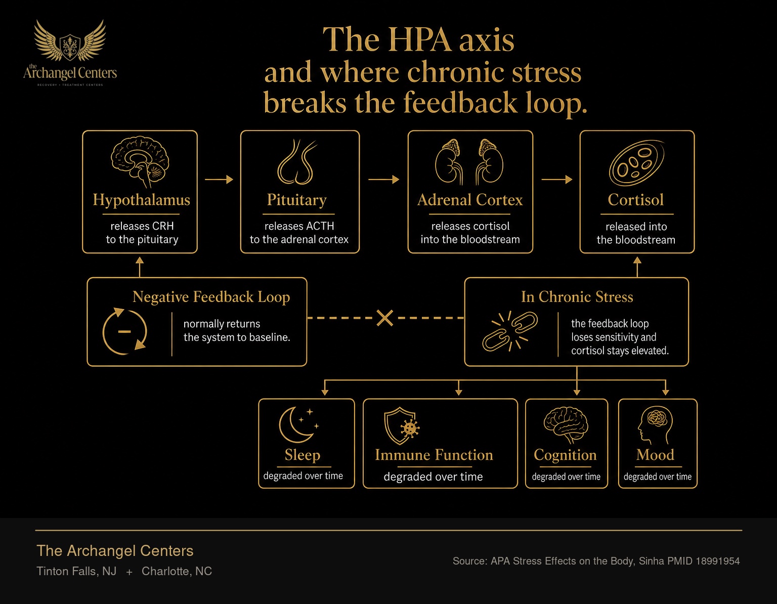 The HPA axis stress response. Hypothalamus releases CRH to the pituitary, which releases ACTH to the adrenal cortex, which releases cortisol into the bloodstream. A negative feedback loop normally returns the system to baseline. In chronic stress the feedback loop loses sensitivity and cortisol stays elevated, degrading sleep, immune function, cognition, and mood over time.