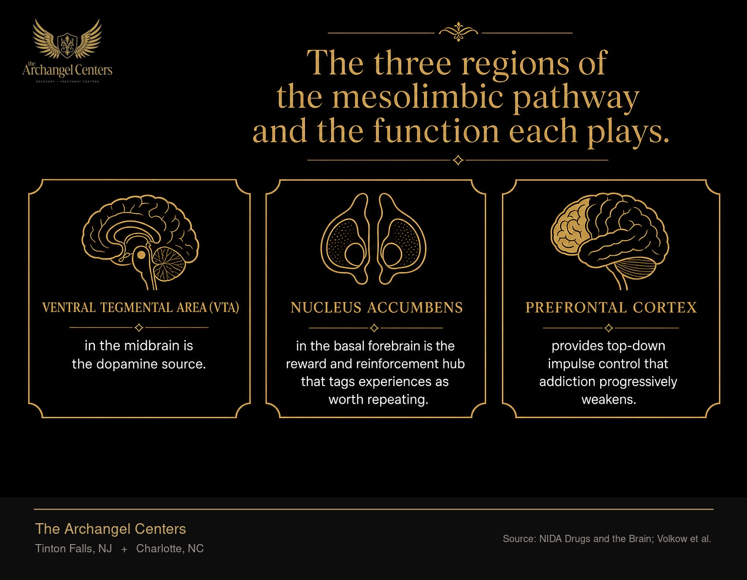 The mesolimbic dopamine reward circuit, showing the three regions and their roles: the ventral tegmental area (VTA) in the midbrain is the dopamine source, the nucleus accumbens in the basal forebrain is the reward and reinforcement hub that tags experiences as worth repeating, and the prefrontal cortex provides top-down impulse control that addiction progressively weakens.